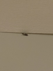 Plodia interpunctella