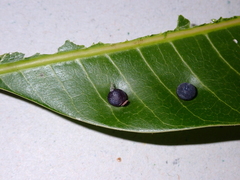Procontarinia mangiferae