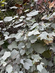 Ampelopsis glandulosa