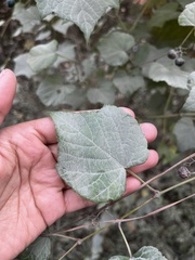 Ampelopsis glandulosa