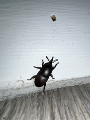 Scyphophorus acupunctatus