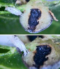 Procontarinia mangiferae