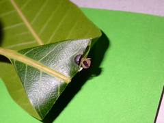 Procontarinia mangiferae