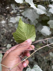 Ampelopsis glandulosa