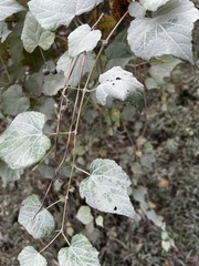 Ampelopsis glandulosa