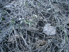 Lomatium linearifolium