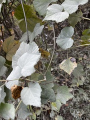 Ampelopsis glandulosa