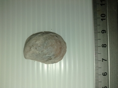 Bostrycapulus aculeatus