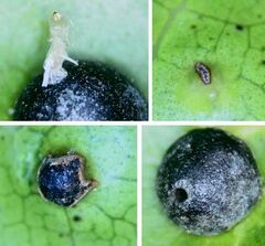 Procontarinia mangiferae