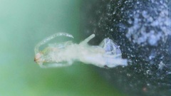 Procontarinia mangiferae