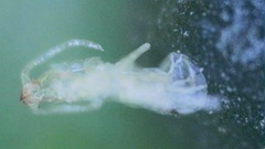 Procontarinia mangiferae