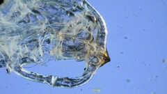 Procontarinia mangiferae