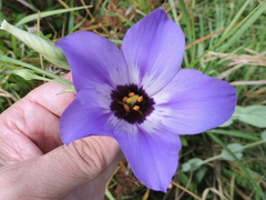 Eustoma