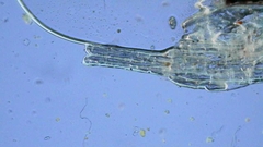 Procontarinia mangiferae