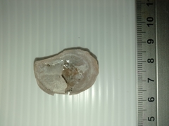 Bostrycapulus aculeatus