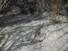 Sceloporus cozumelae