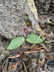 Chiloglottis triceratops