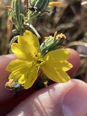 Calycadenia truncata