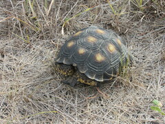 Gopherus berlandieri