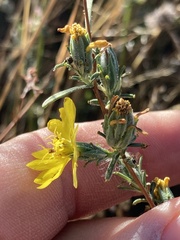 Calycadenia truncata