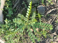 Phyllanthus caroliniensis