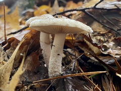 Pholiota lenta