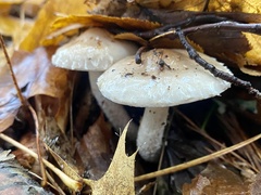 Pholiota lenta