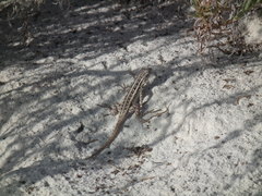 Sceloporus cozumelae