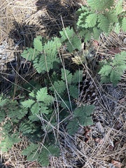 Chamaebatia foliolosa