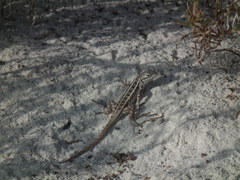 Sceloporus cozumelae