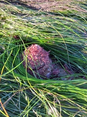 Megastraea undosa