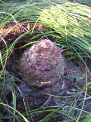Megastraea undosa