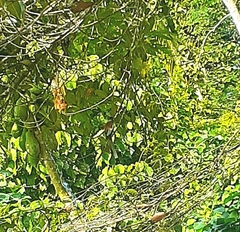 Dendrocitta vagabunda