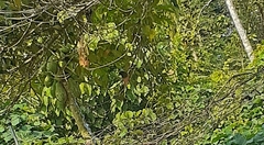 Dendrocitta vagabunda