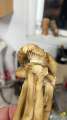 Agrocybe praecox