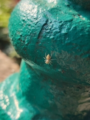 Phintelloides