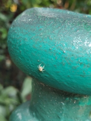 Phintelloides