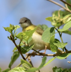 Apalis flavida