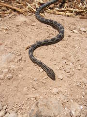 Pseudelaphe phaescens