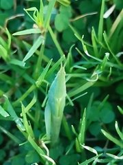 Atractomorpha sinensis