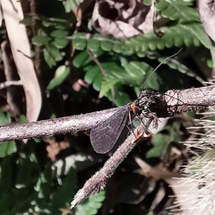 Nothopsyche ruficollis