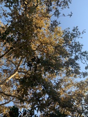 Platanus