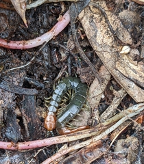 Scolopendridae