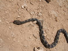 Pseudelaphe phaescens