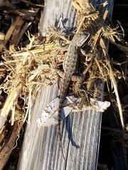 Sceloporus occidentalis