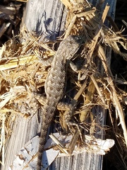 Sceloporus occidentalis