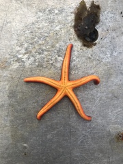 Henricia