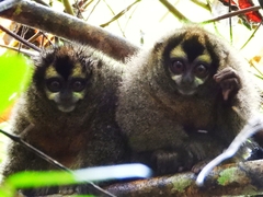 Aotus lemurinus