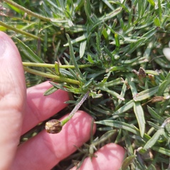 Tridax coronopifolia