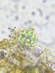 Oocystis